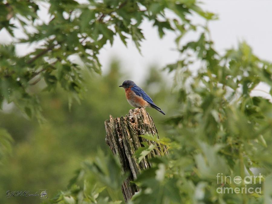 Nature Photograph - Eastern Bluebird #3 by J McCombie