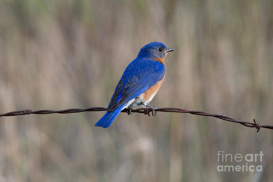 Bluebird Photograph - Eastern Bluebird #3 by Linda Freshwaters Arndt