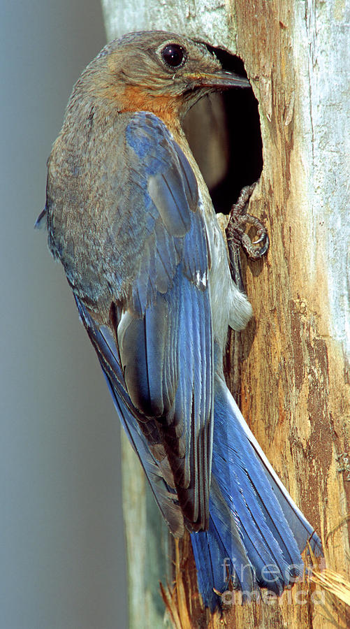 Eastern Bluebird #3 Photograph by Millard H. Sharp