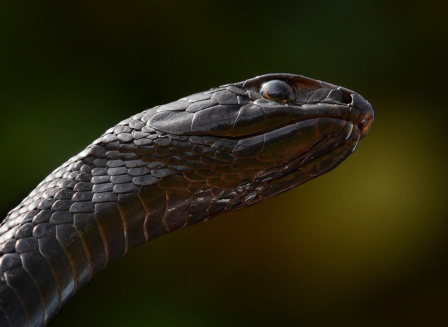 Eastern Coachwhip #2 Photograph by Eric Abernethy - Pixels