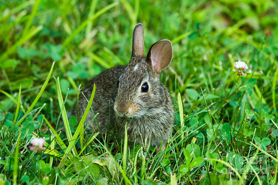 Eastern Cottontail Photograph by Linda Freshwaters Arndt - Fine Art America