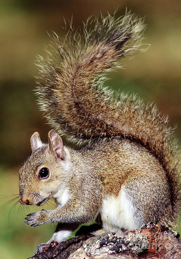 Eastern Gray Squirrel #3 Photograph by Millard H. Sharp