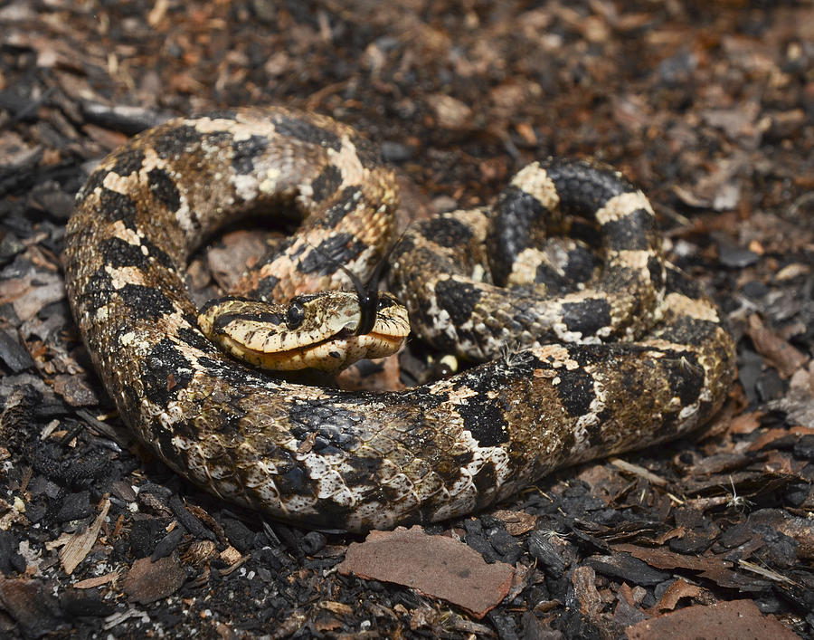 Eastern Hognose Photograph by Eric Abernethy - Fine Art America