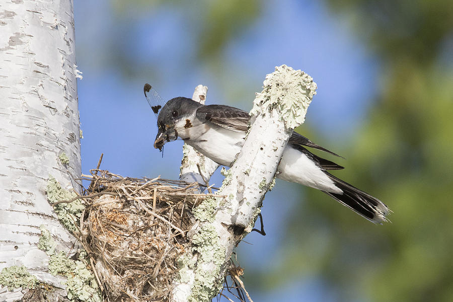 Eastern Kingbird At Nest Site #3 Photograph by Linda Arndt
