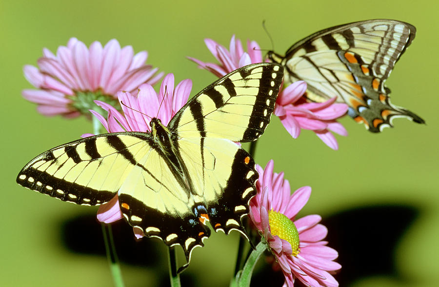 Eastern Tiger Swallowtail Butterflies #3 Photograph by Millard H. Sharp
