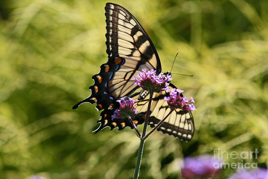 Eastern Tiger Swallowtail Butterfly #4 Photograph by Karen Adams