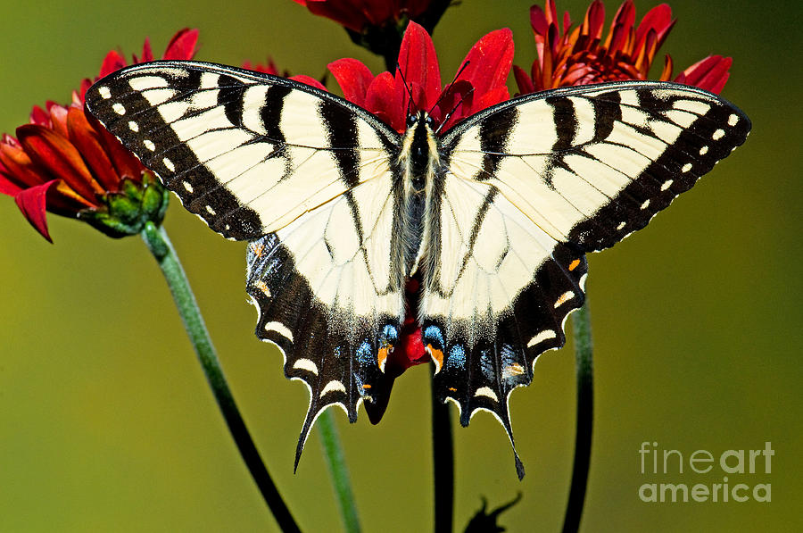 Eastern Tiger Swallowtail Butterfly #3 Photograph by Millard H. Sharp