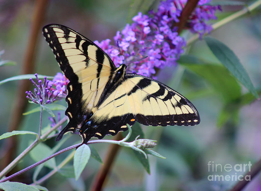 Eastern Tiger Swallowtail Butterfly on Butterfly Bush #7 Photograph by Karen Adams