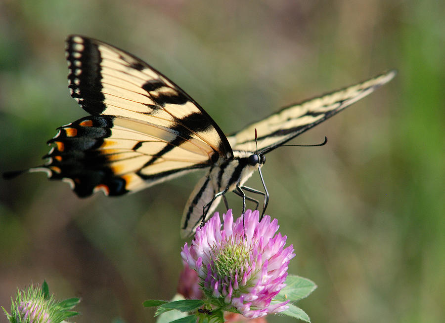 Eastern Tiger Swallowtail #3 Photograph by Janice Adomeit