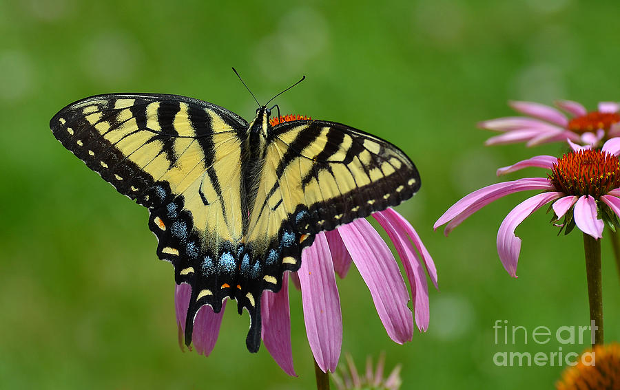 Eastern Tiger Swallowtail #3 Photograph by Rodney Campbell