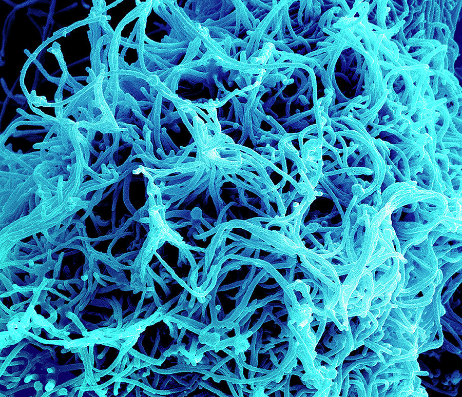 Ebola Virus Budding From Cell #3 Photograph by National Institutes Of Health/niaid