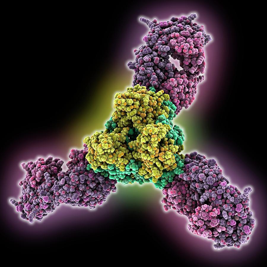 Ebola Virus Glycoprotein Complex Photograph by Laguna Design/science ...