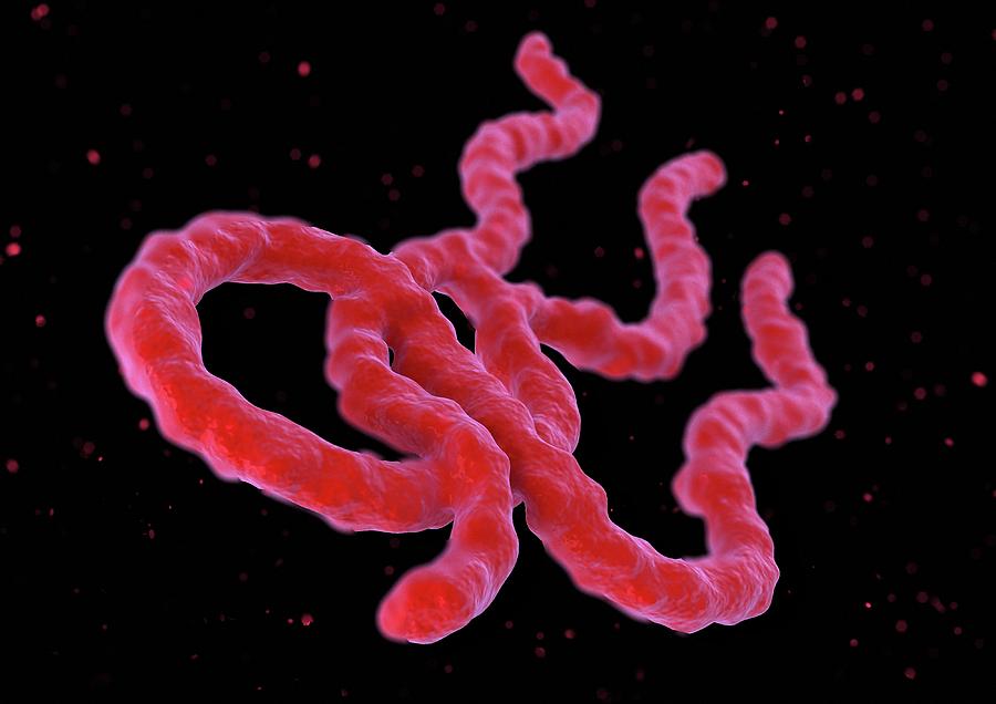 Вирус эбола фото под микроскопом