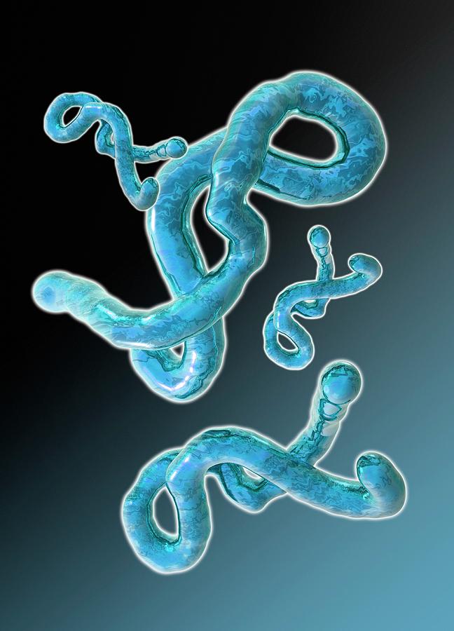Ebola Virus #3 Photograph by Victor Habbick Visions
