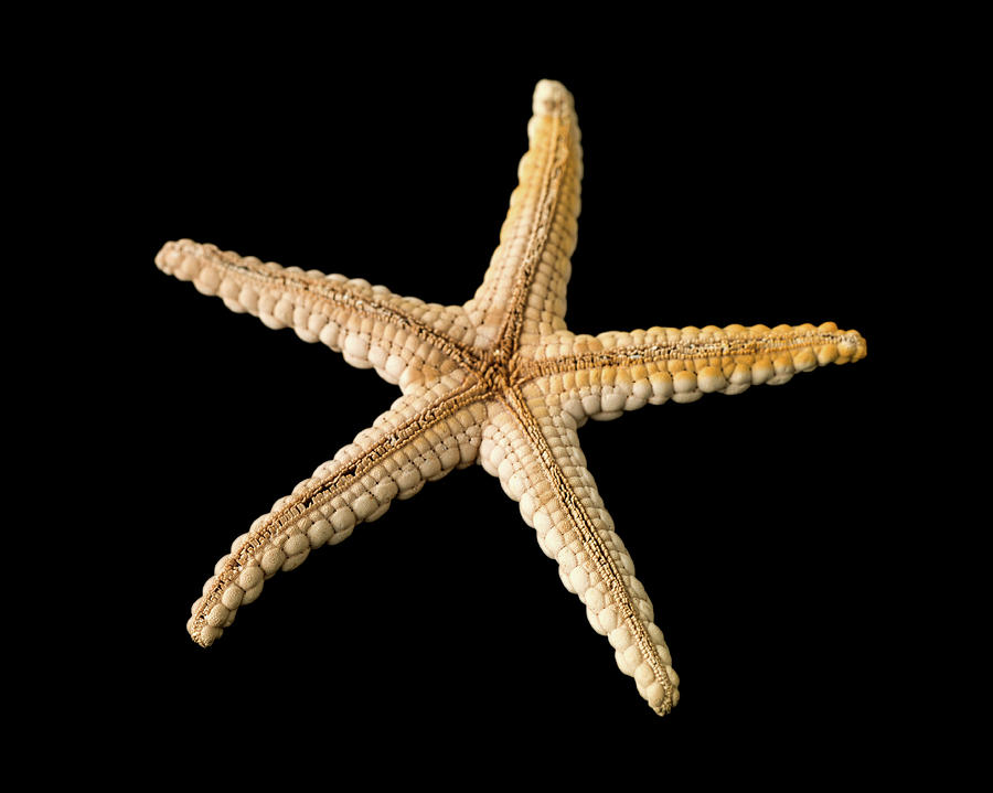Animal Photograph - Elegant Starfish #3 by Natural History Museum, London
