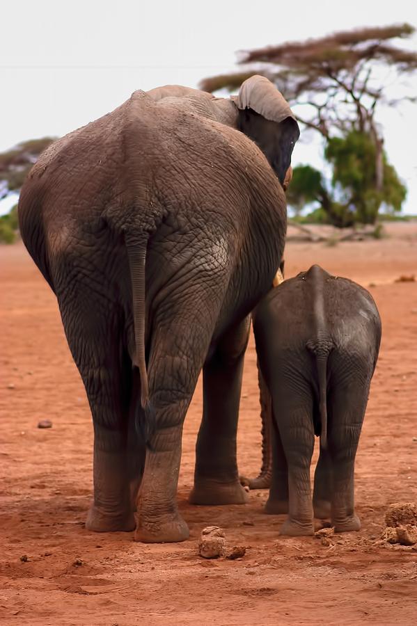 Elephant #3 Photograph by Amanda Stadther