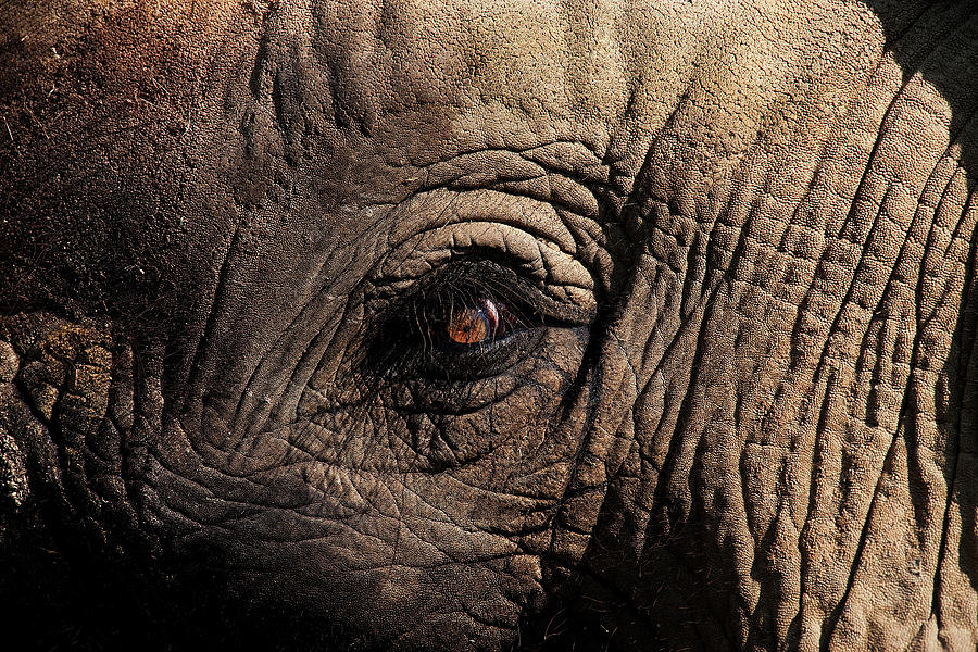 Wildlife Photograph - Elephant Dafrique Loxodonta Africana #3 by Gerard Lacz