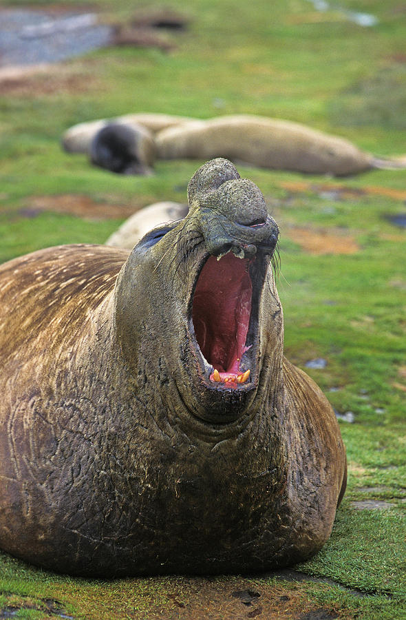 Elephant De Mer Du Sud Mirounga Leonina Photograph By Gerard Lacz 