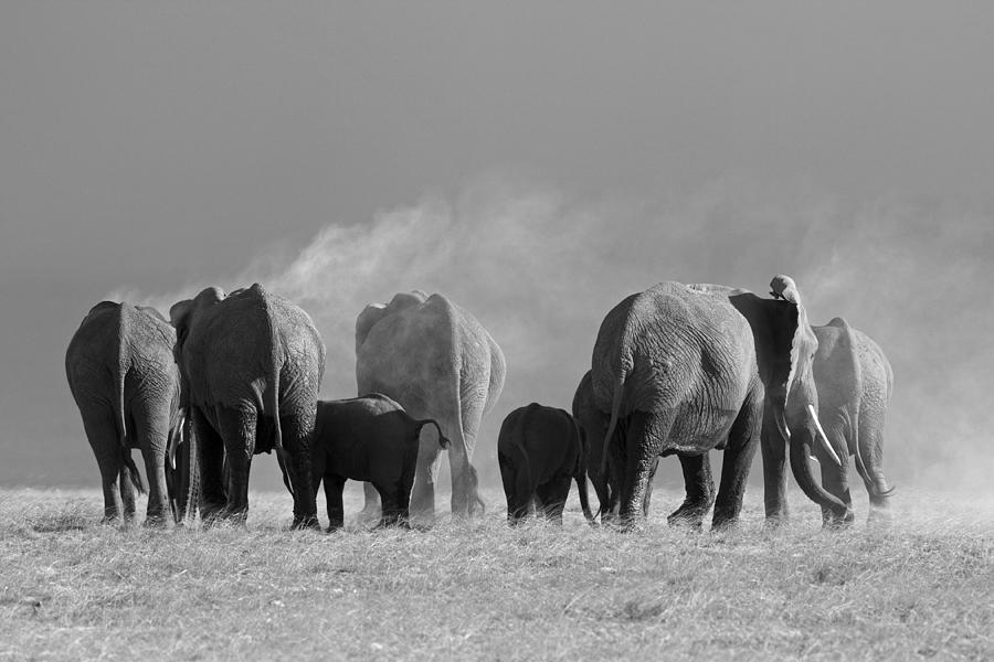 Elephant herd #3 Photograph by WLDavies