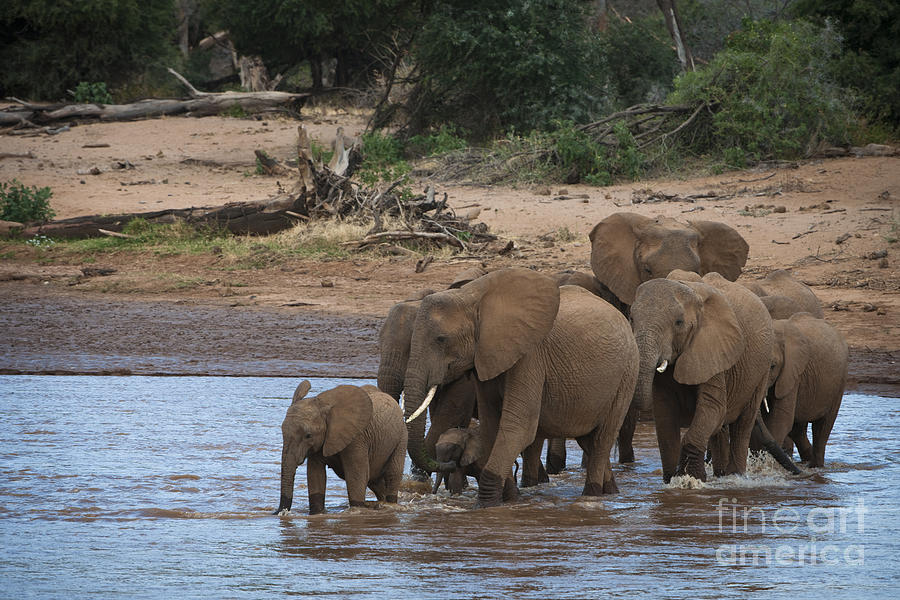 Wildlife Photograph - Elephants Crossing The River #3 by John Shaw