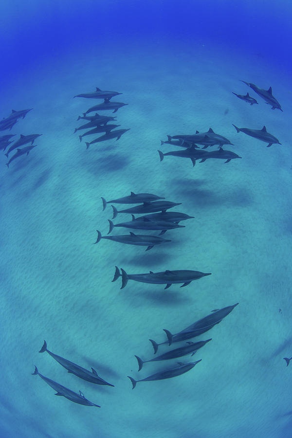 Elevated View Of School Of Dolphins #3 Photograph by Panoramic Images