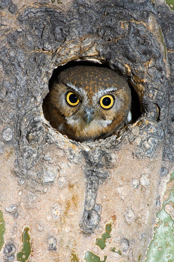 Owl Photograph - Elf Owl Nesting In Tree Cavity #3 by Craig K. Lorenz