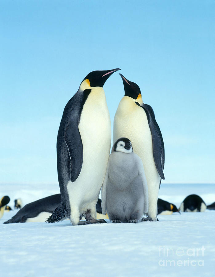 Emperor Penguin Aptenodytes Forsteri #3 Photograph by Hans Reinhard