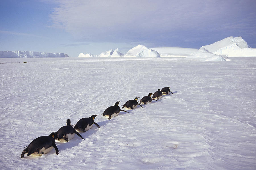 Emperor Penguins Tobogganing Antarctica #3 Photograph by Tui De Roy