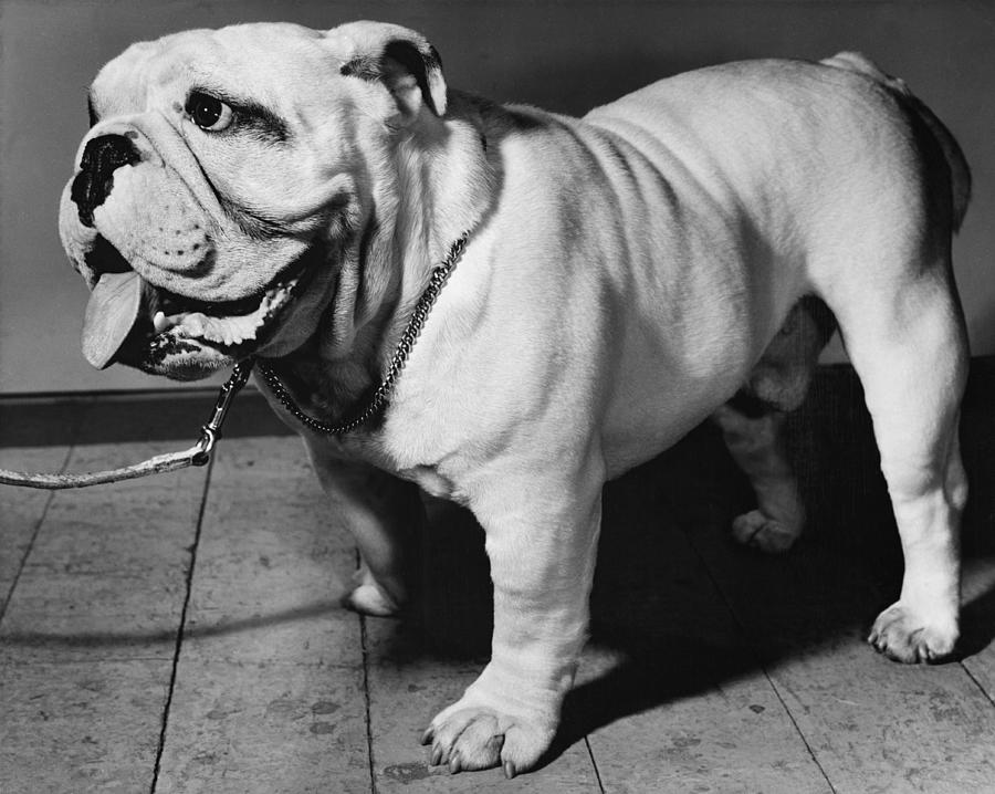 English Bulldog #3 Photograph by Jeanne White