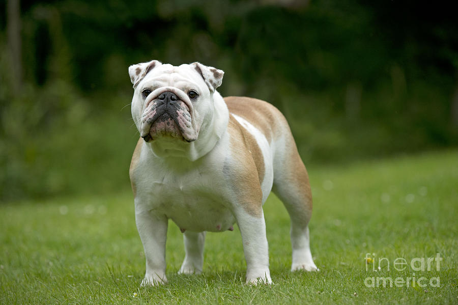English Bulldog #3 Photograph by John Daniels