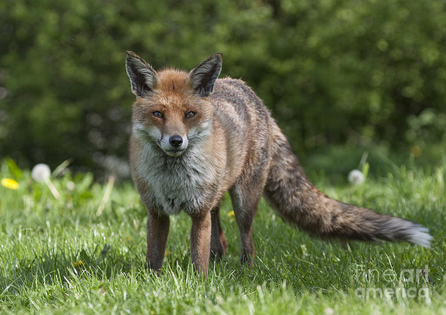 English Red Fox Photograph by Philip Pound - Pixels