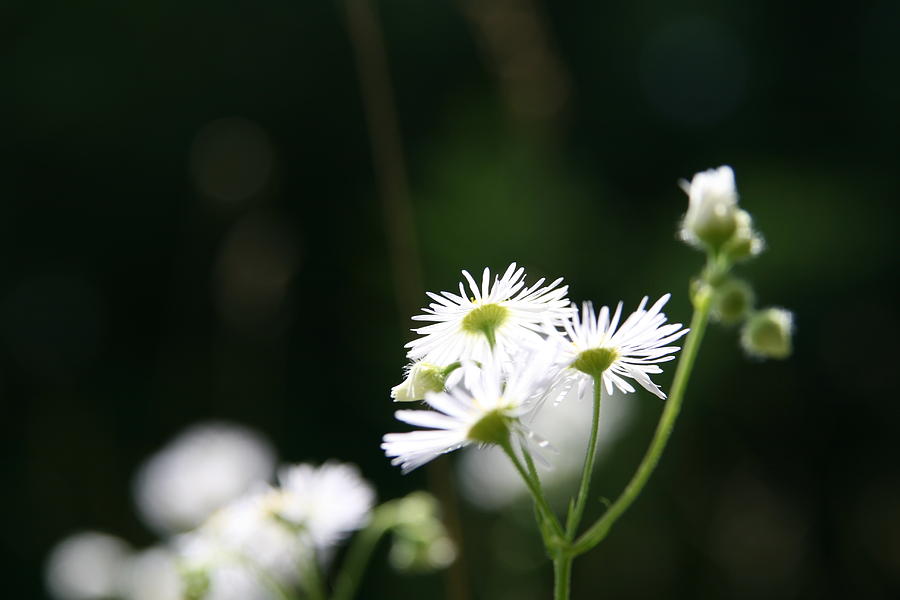 Daisy Photograph - Enlightened  #3 by Neal Eslinger
