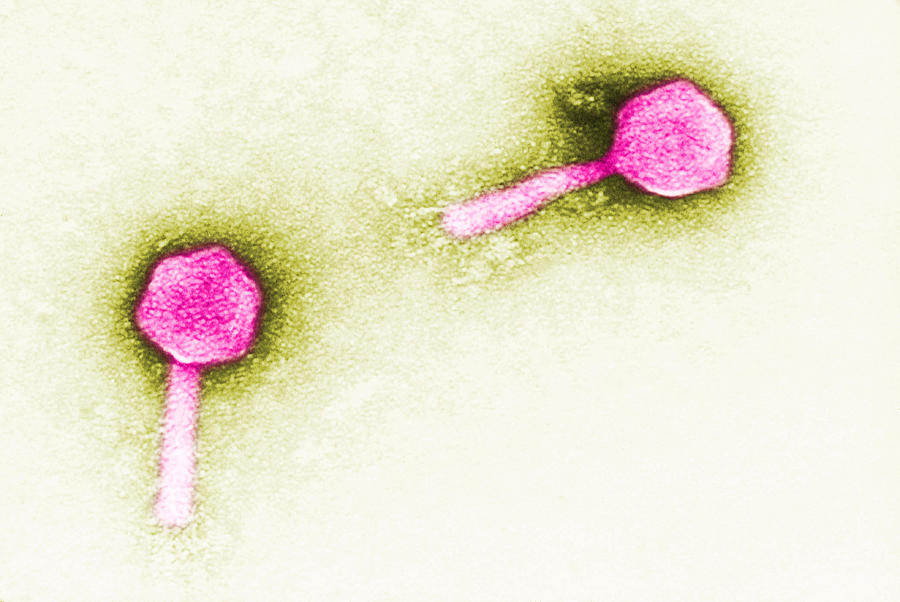 Enteriobacteria Phage P1, Tem #3 Photograph by Biology Pics