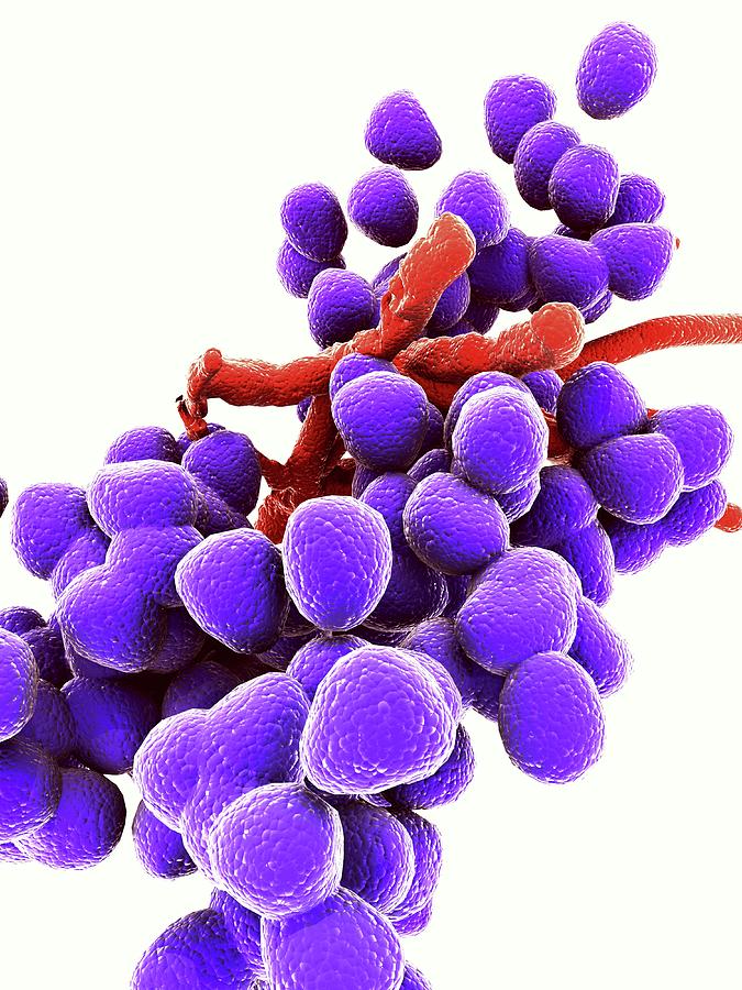 Enterococcus Faecalis Photograph by Alfred Pasieka | Pixels