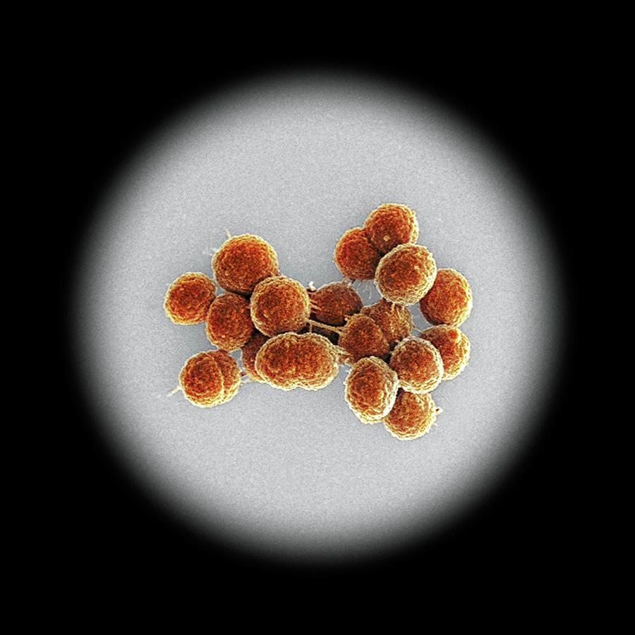 Enterococcus Faecalis Bacteria Photograph by Science Photo Library ...