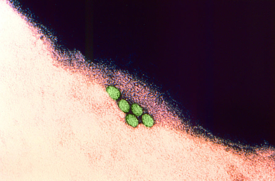 Enterovirus, Tem #3 Photograph by Science Source