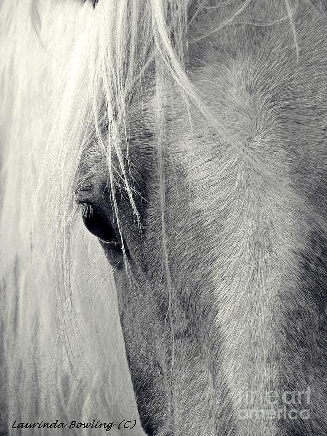 Horse Photograph - Equine Study by Laurinda Bowling
