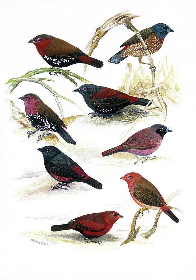 Illustration Photograph - Estrildid Finches by Natural History Museum, London/science Photo Library Illustration Photograph - Estrildid Finches by Natural History Museum, London/science Photo Library