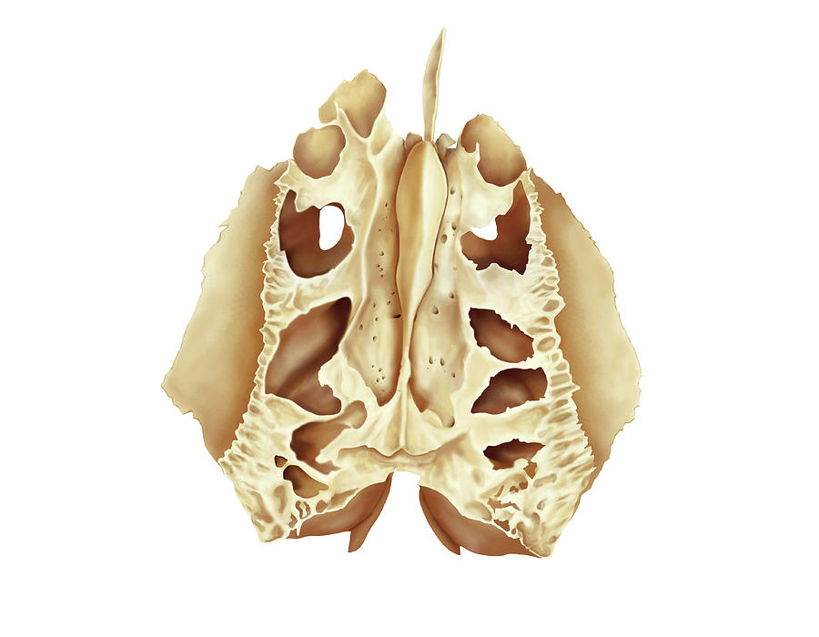 Ethmoidal Bone Photograph By Asklepios Medical Atlas Fine Art America 