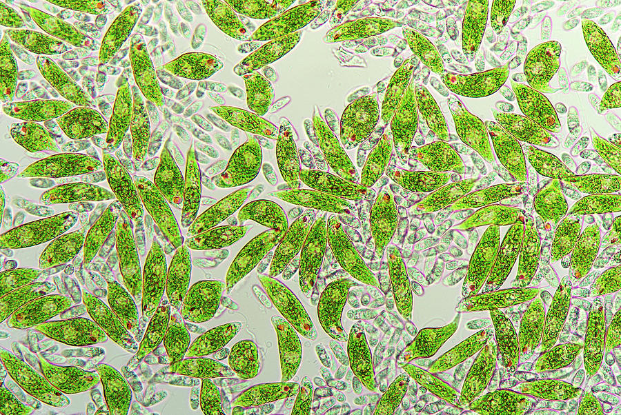Euglena Protozoa #3 Photograph by Marek Mis