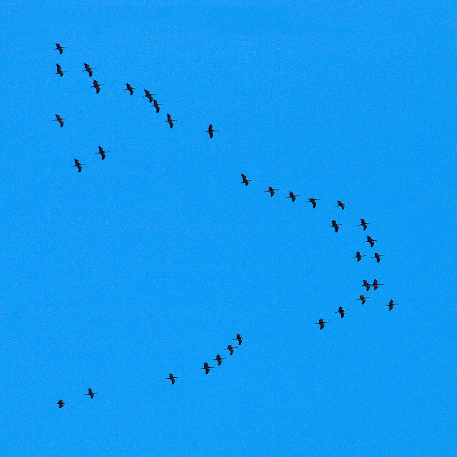 Eurasian Cranes #3 Photograph by Jouko Lehto