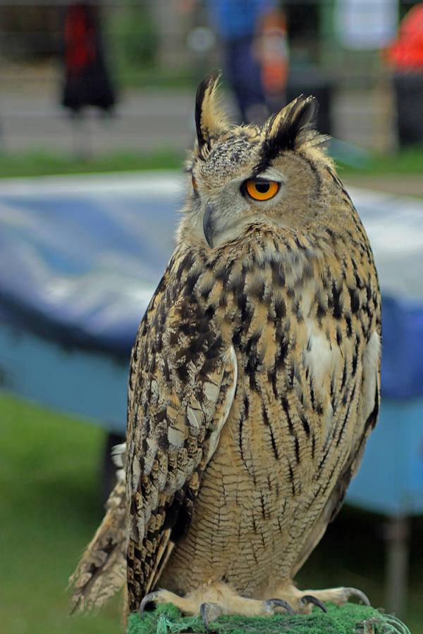 Owl Photograph - European Eagle Owl #3 by Tony Murtagh