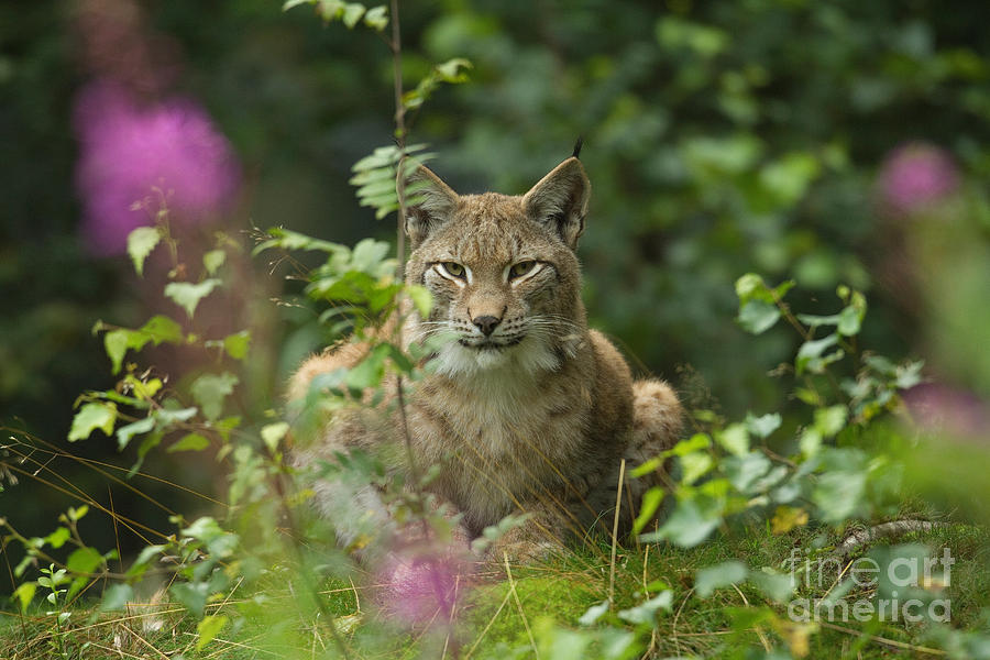 European Lynx #3 Photograph by Helmut Pieper