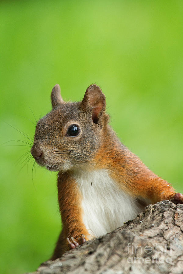 European Red Squirrel #3 Photograph by Helmut Pieper