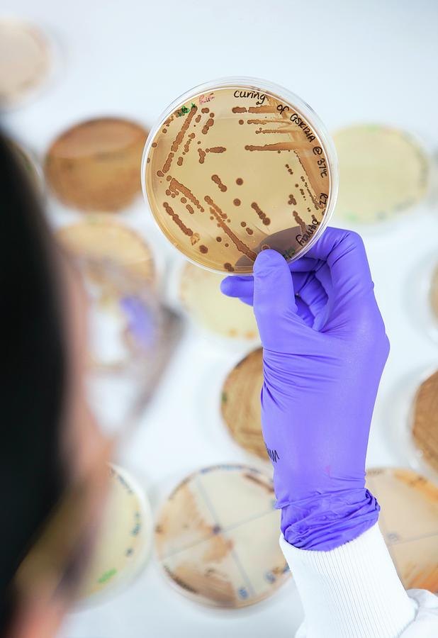 Examining Mould Growth In A Petri Dish #3 Photograph by Lewis Houghton/science Photo Library