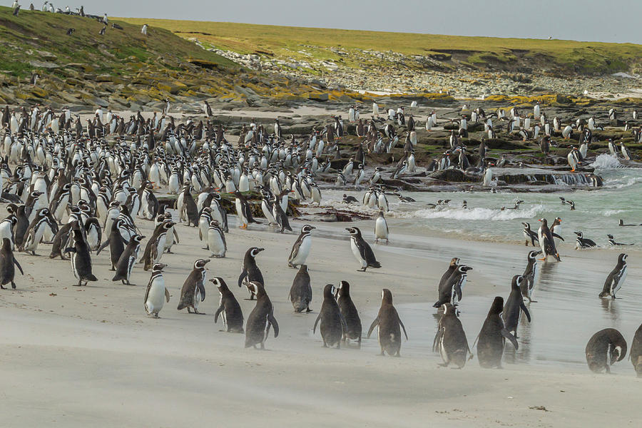 Beach Photograph - Falkland Islands, Bleaker Island #3 by Jaynes Gallery