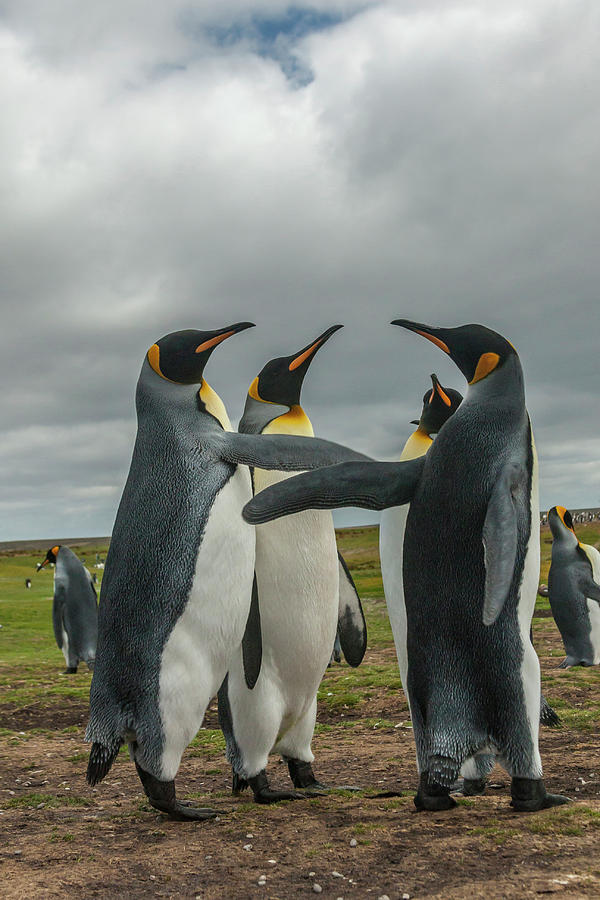 Behavior Photograph - Falkland Islands, East Falkland #3 by Jaynes Gallery