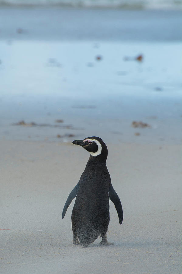 Penguin Photograph - Falkland Islands #3 by Inger Hogstrom