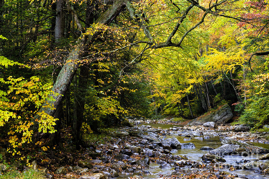 Fall Photograph - Fall Color Gauley River Headwaters #3 by Thomas R Fletcher
