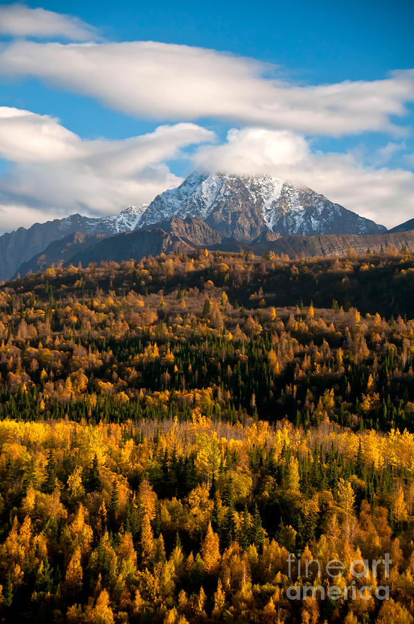 Fall Colors, Alaska #3 Photograph by Mark Newman